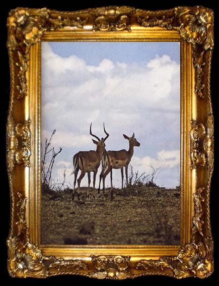 framed  unknow artist Impalabock with hind in silhuett anti the tropical himlen, ta009-2